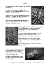 Ananas-SW-1-2.pdf